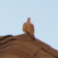 Zenaida macroura carolinensis