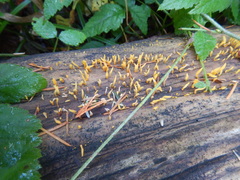Calocera