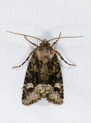 Lacinipolia olivacea