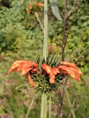 Leonotis nepetifolia
