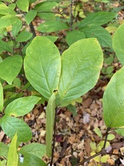 Calycanthus floridus