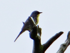 Setophaga kirtlandii