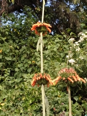 Leonotis nepetifolia