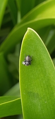 Phiale roburifoliata