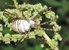 Argiope trifasciata