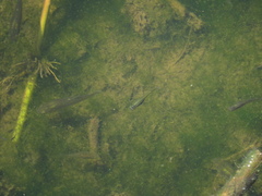 Cnesterodon decemmaculatus