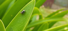 Phiale roburifoliata