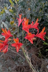 Alstroemeria ligtu