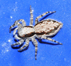 Menemerus bivittatus