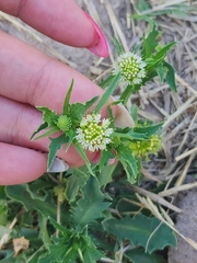 Acicarpha tribuloides
