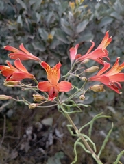 Alstroemeria ligtu