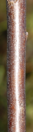 Image of Aspalathus pendula by (c) Charles Stirton, some rights reserved (CC BY-SA)
