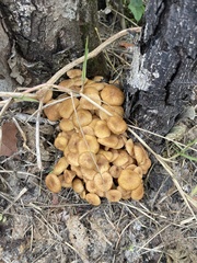 Desarmillaria