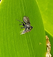 Phiale roburifoliata