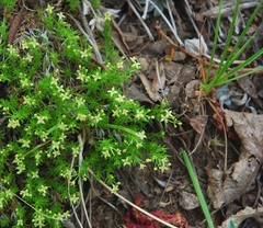 Galium andrewsii