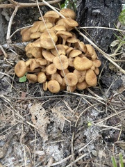 Desarmillaria