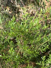 Leptospermum polygalifolium