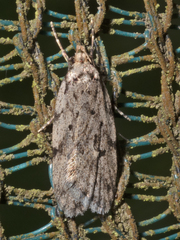 Barea exarcha