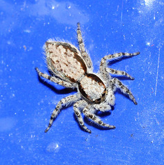 Menemerus bivittatus