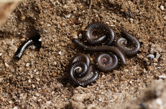 Ommatoiulus moreleti