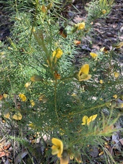 Gompholobium grandiflorum