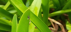 Phiale roburifoliata
