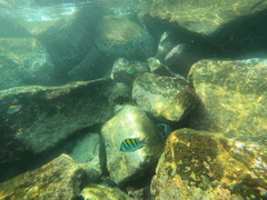 Abudefduf declivifrons