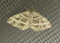 Chrysolarentia subrectaria