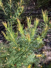 Gompholobium grandiflorum