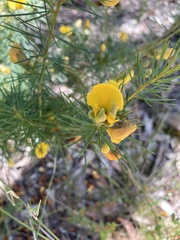 Gompholobium grandiflorum