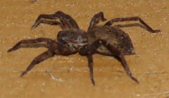 Uliodon