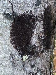 Frullania eboracensis