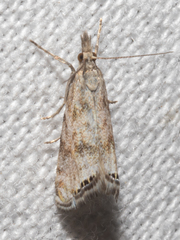 Glaucocharis dilatella