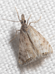 Glaucocharis dilatella