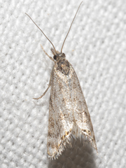 Glaucocharis dilatella