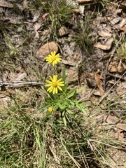 Senecio madagascariensis