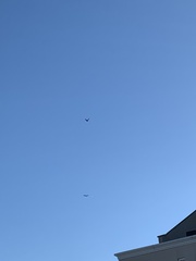 Corvus corax