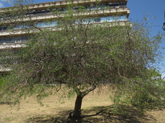 Sapium haematospermum
