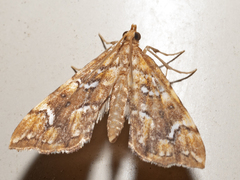 Musotima nitidalis