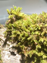 Orthotrichum diaphanum