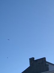 Corvus corax