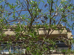 Sapium haematospermum