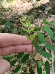 Indigofera australis