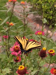 Papilio multicaudata multicaudata