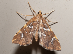 Musotima nitidalis