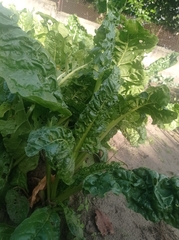 Beta vulgaris cicla