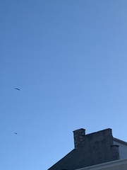 Corvus corax