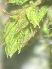 Orthotrichum diaphanum