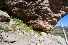 Eucnide bartonioides