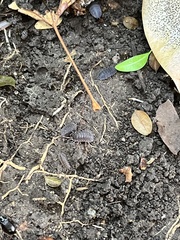 Holoverticata
